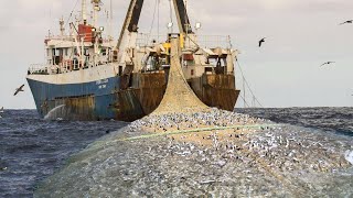 Amazing modern technology of catch sardines with nets at sea - Fisherman Catch Hundreds Tons Fish