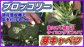 ブロッコリー頂花蕾収穫のポイント＆芽キャベツの葉欠きのタイミング　ブロッコリーと芽キャベツ栽培／側花蕾／葉欠き／葉かき／摘葉／メキャベツ／ハイツSP／早生子持／家庭菜園