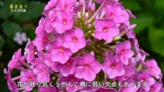 園芸便り　盛夏に咲く花　宿根フロックス