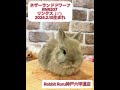 【ネザーベビーちゃん】 デビュー 家族募集開始 神戸六甲道店