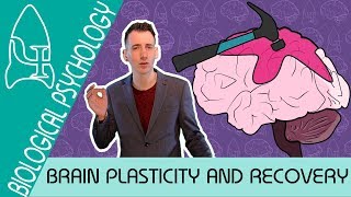 Brain Plasticity and Functional Recovery - Biological Psychology [AQA ALevel]