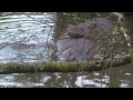 hippo lakes at west midlands safari park