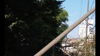 2018年9月4日の台風21号(大阪市都島公園被害様子)