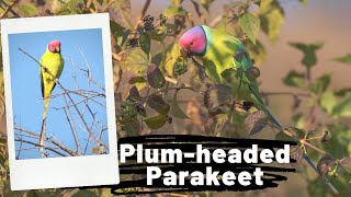 Plum-headed Parakeet - Psittacula cyanocephala