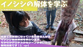 【閲覧注意！】イノシシの解体を学ぶ【里山再生・土壌改善・イノシシ・ジビエ・解体技術】