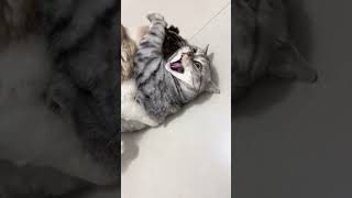 爆发洪荒之力了淘气猫 猫与猫与猫与猫 这猫一看就是练家子 像狗一样的猫 猫：你什么意思