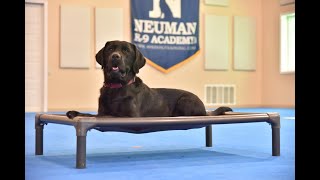 Bodie (Labrador Retriever) Boot Camp Dog Training Video Demonstration