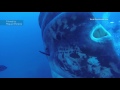 divers dwarfed by enormous sunfish