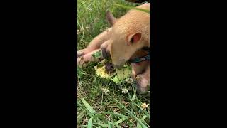 FB Live Replay: Southern Tamandua