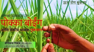 ऊसा वरील पोक्का बोईंग रोग लक्षण आणि उपचार | Sugarcane Diseases Pokka Boeng | ISF | ShriNiwas Nikam