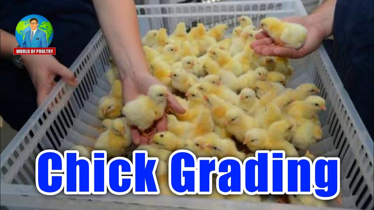 Chick Grading In Hatchery | World Of Poultry - YouTube