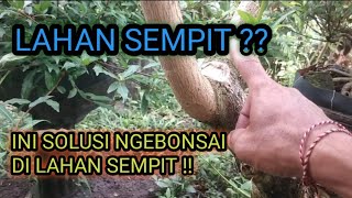 SOLUSI NGEBONSAI SANCANG DI LAHAN SEMPIT #premnamicrophylla