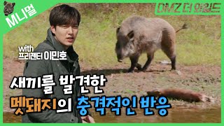 [M니멀] 충격주의😱 새끼 사체를 발견한 멧돼지의 반응｜The response of wild boars which had found a dead baby was shocking😱