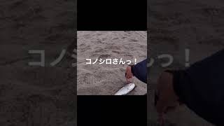 【サーフ釣り】コノシロさんっ！