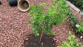 自育杏樹苗盆移地栽/ Apricot trees planting