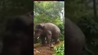 കാട്ടാനെ എങനെ വരുതിയിൽ ആക്കുന്ന #elephant.https://youtu.be/bwCZbqIl2pE