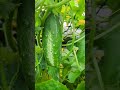 We got cucumbers! Lots more to come. Tracy my partner gardener keeping an eye out for moles/birds!