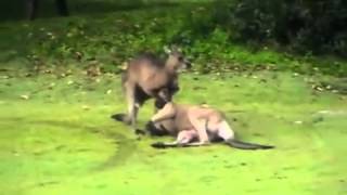 Kangaroo Does A Sleeper Hold On Another Kangaroo!