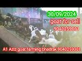 A1 Aziz goat farming bhadrak 9040259001