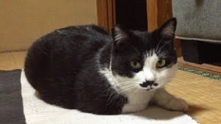 これ、何ニャ～？【Black-and-white cat anxious】