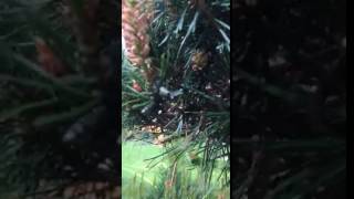 Pine Sawflies