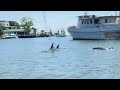 explore charleston paddling with dolphins while on the water in shem creek