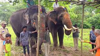 ಬಳ್ಳೆ ಆನೆ ಶಿಬಿರ ಕ್ಕೇ ಲಕ್ಷ್ಮಿ ಮಹೇಂದ್ರ #future #dasara #mysore #elephant #kabini #mahendra #arjuna