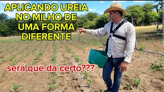 APLICANDO UREIA NO MILHO COM O  DRONE.😀😀😂😂