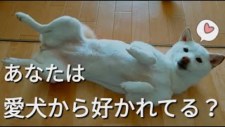 【愛情表現】愛犬が飼い主を本当に好きかどうかを確認する方法【５選】