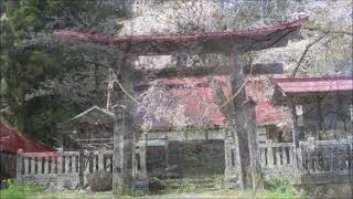 黒川大宮神社のしだれ桜20220420