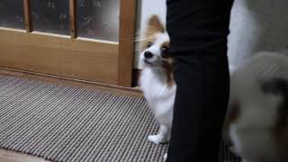 パピヨン犬　ターンバック練習　Papillon dog is practicing the trick