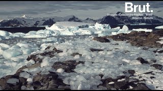 Antarctique : la fonte des glaces s'accélère