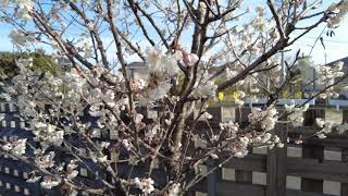 【サクランボ】らくプラにはサクランボが生るんです【cherry】   さくらんぼ　花　春　　風景　春を告げる　cherry tree   flower video  scenery  view