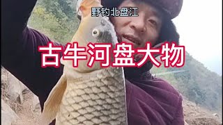 野钓北盘江，天亮又上鱼了兄弟们，大家一起来看看