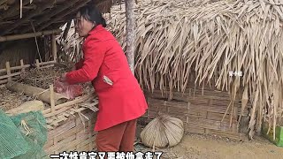 婉君婆婆偷鸡蛋，真是一点都不改变