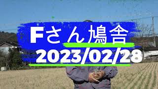 Fさん鳩舎　2023年2月28日