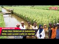 Desa Ini Sukses Kembangkan 25 Hektar Mina Padi, Budidaya Nila di Hamparan Sawah