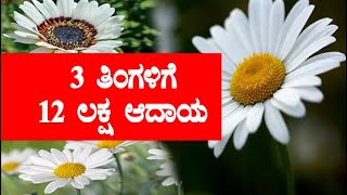 ಡೈಜಿ ಹೂ 2 ರೂ ನಂತೆ 20 ಲಕ್ಷ | Daisy Flower krushi | Income | verietes full detail | @NegilaYogi​