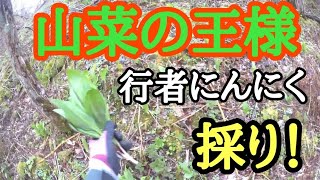 【山菜の王様】行者にんにく採り！