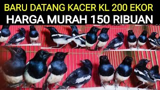 BARU DATANG (200 EKOR) KACER GRADE A SUPER HARGA 150 RIBUAN DI PASAR BURUNG PRAMUKA HARI INI