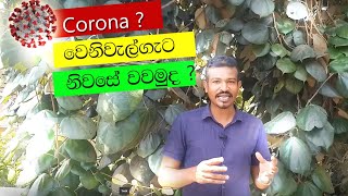 05 ඔබේ නිවසටත් වෙනිවැල්ගැට වැලක් - how to plant medicinal plants