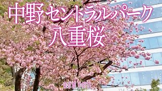 中野区めぐり【中野セントラルパークの八重桜】2023.4.4.東京都中野区