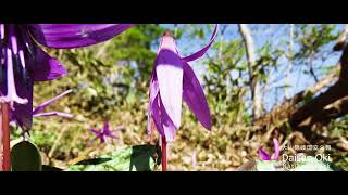 【Full HD】奥大山, 大山隐岐国立公园, 日本- Oku Daisen, Daisen-Oki National Park, Japan