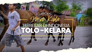 ROAD TRIP KE PASAR KUDA TOLO JENEPONTO TERBESAR DI INDONESIA