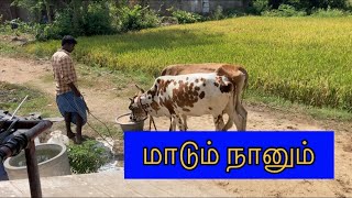 🔥அதிக வெயிலில் 🐂மாடுகளின் பராமரிப்பு