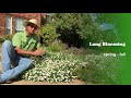 plant profile blackfoot daisy melampodium leucanthum