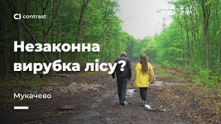 Незаконна вирубка лісу?