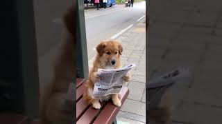 අම්මට හුඩු......pet#pets#cute#funny#dog#dogsoftiktok#funnyvideos#foryou#lol#viral#fyp