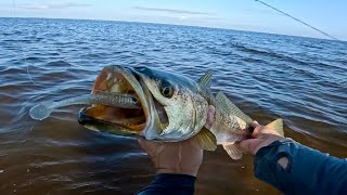 The Flats hold GIANT Trout in the Fall