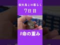 【文鳥の雛が大人になるまで】命の重みを測ってみた【7日目】